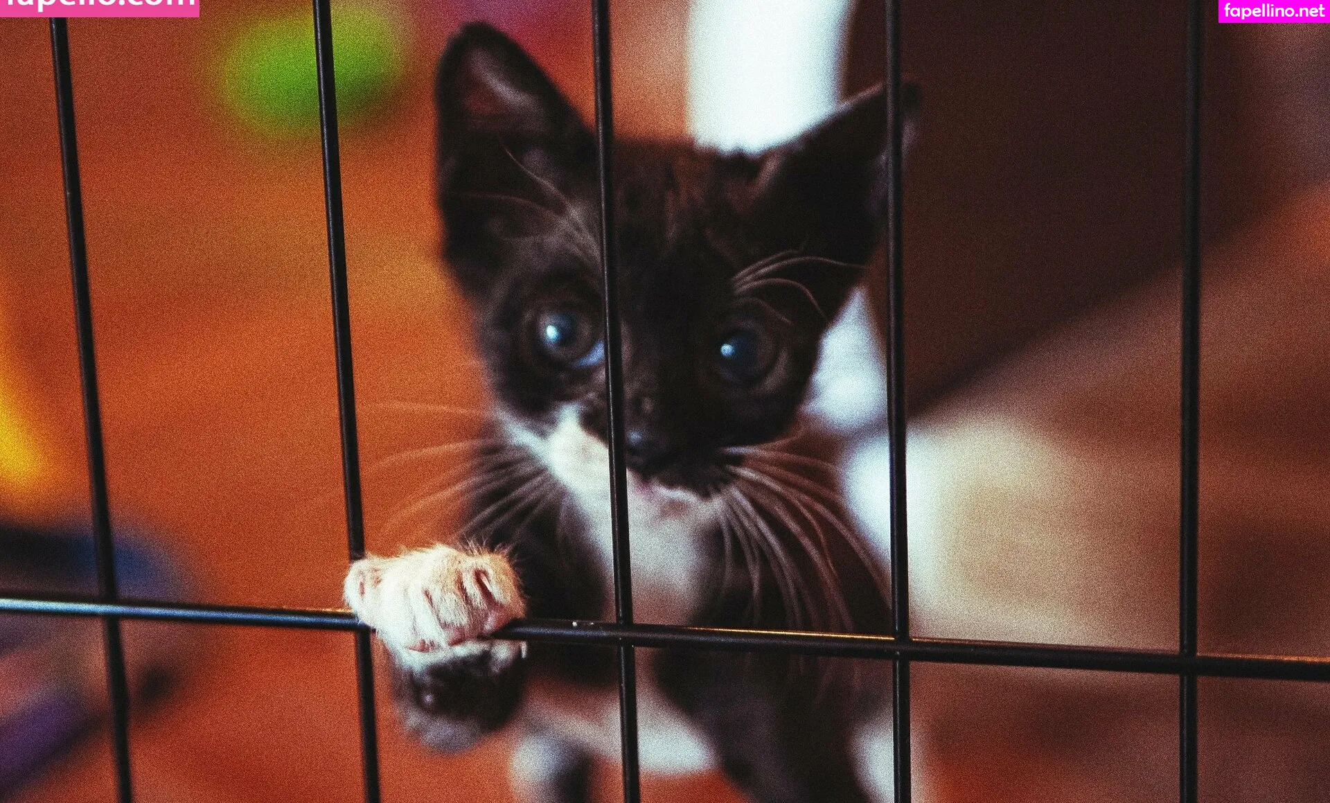 Fosterkittendad Leaked Nude Picture #2qhbw0QyfU