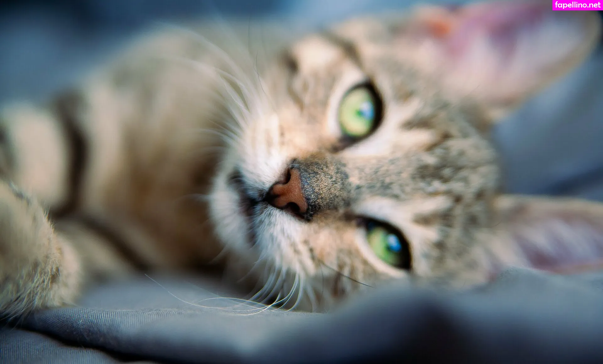 Fosterkittendad Leaked Nude Picture #8AhQQwMNRY