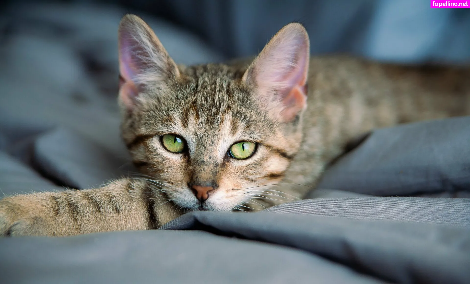 Fosterkittendad Leaked Nude Picture #dJsmft58J0