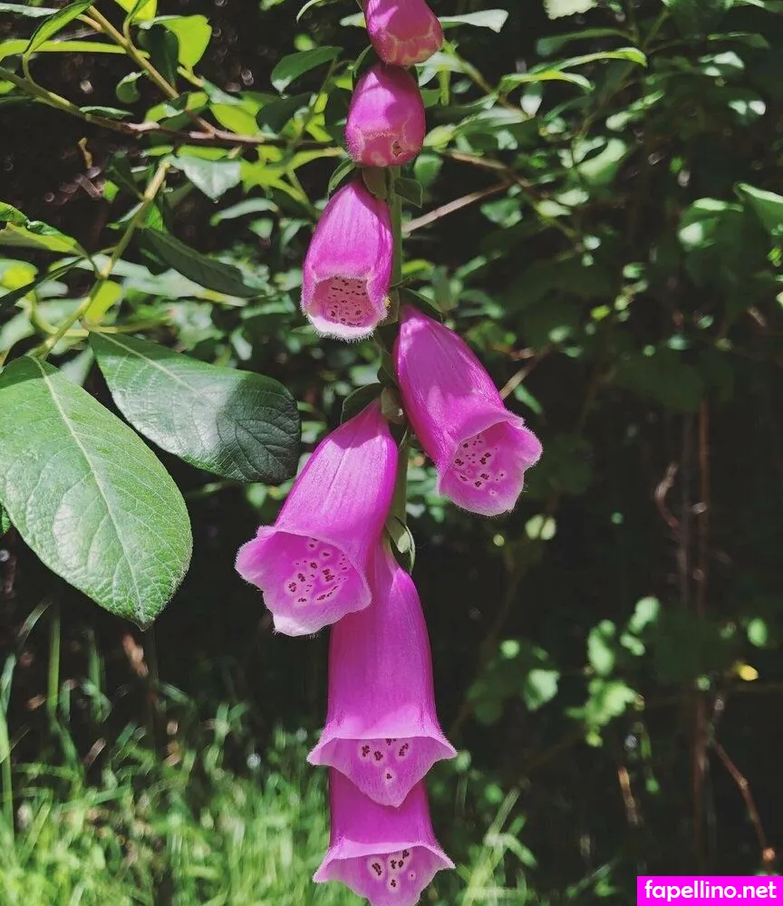 Foxglove.fairy.free Leaked Nude Picture #S0BqDnFpyR