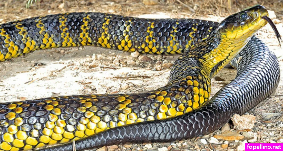 Venomous Leaked Nude Picture #BasV66EDow