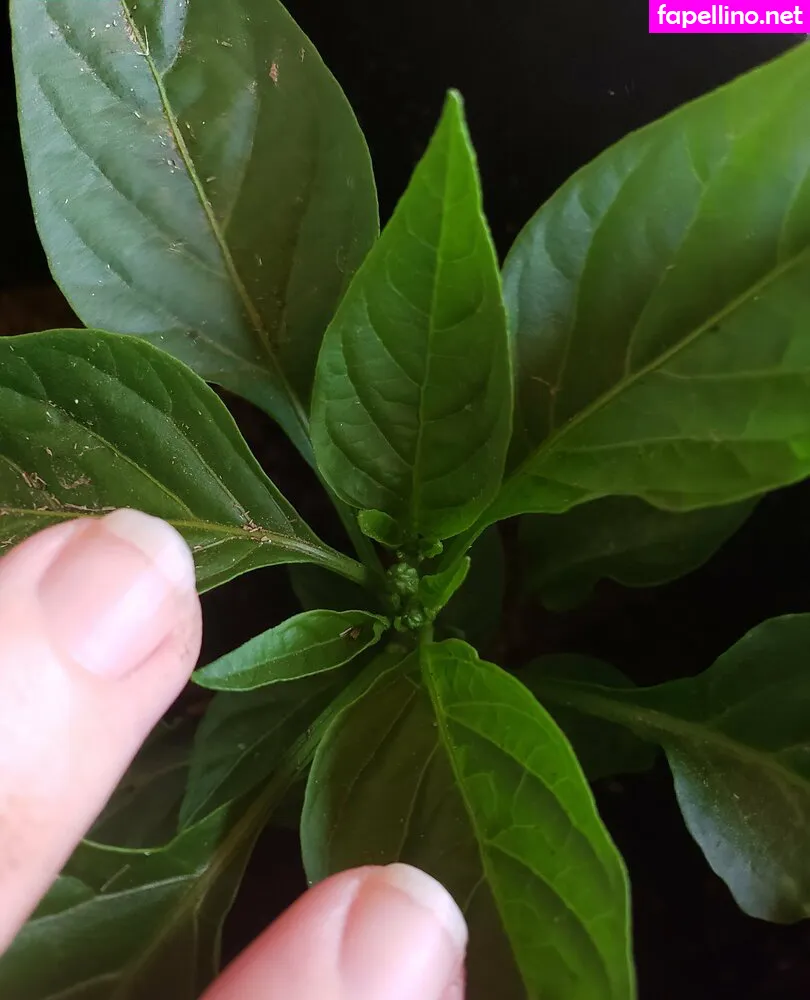 Plantropia, veronikaplants Leaked Nude Picture #XvPcOF1nOI